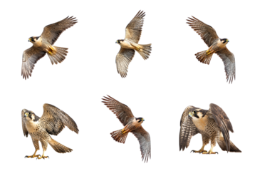 Collection of Falcon circling A falcon circles high in the sky, scanning the ground for prey. full length isolate on transparent background