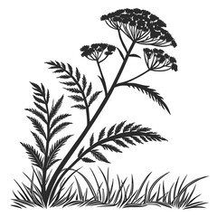 zigadenus leimanthoides with leaves