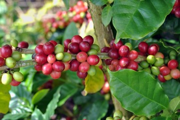 berry coffee in the garden
