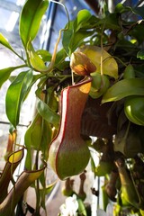 Close-up of a nepenthes pitcher plant