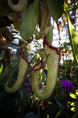 Unique pitcher plants in a greenhouse setting