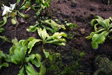 Close-up of venus flytrap in rich soil