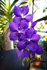 Vibrant purple orchids in bloom