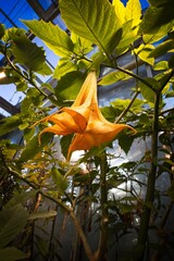 Vibrant orange flower in greenhouse