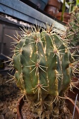 Close-up of a spiky green cactus in a pot
