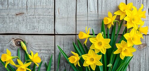 Bright Yellow Daffodils And Jonquils