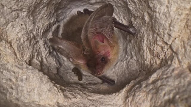 Close up picture of small Brown long-eared bat Plecotus auritus hanging upside down in the hole in the cave and slowly moving looking around after hibernation resembling similar Plecotus austriacus.