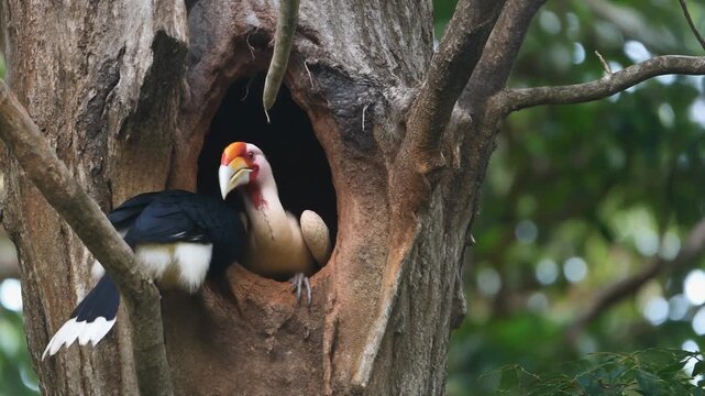 A male Rufous-collared Hornbill, or similar species, peers out from its nesting cavity in a large tree trunk, displaying its colorful casque and white tail feathers