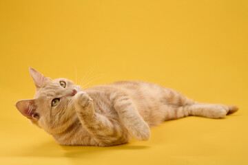 Ginger cat reclines on yellow surface, head tilted upward with soft gaze.
