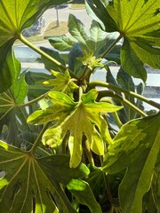 tropical shrub  always green indoor