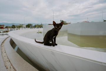 Cat pet animals standing on the beach with water and nature