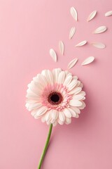 Delicate Gerbera Daisy on Pink Background with Petals
