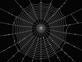 Naklejka premium A haunting and detailed illustration of a spider web against a solid black background, conveying themes of entrapment and beauty in nature's design, perfect for various artistic uses.