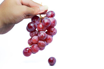 Hand holding a lush bunch of fresh red or purple grapes on a white background, symbolizing harvest, healthy snack, and natural food