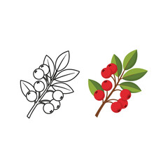 Illustration of a rowan branch with outline and color isolated on