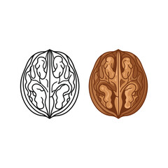 Walnut outline and color vector illustration isolated on