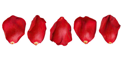 Five red rose petals lined up against a stark black background