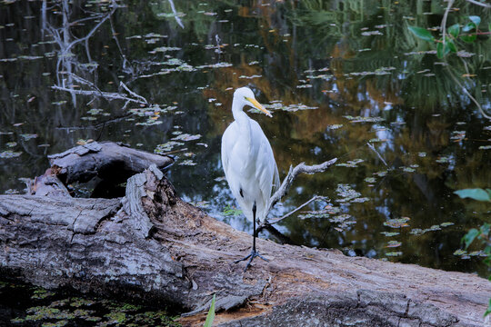 Bird Being Serene at New Orleans' City Park