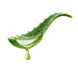 Aloe slice dripping clear juice