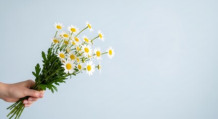 hand holding daisy bouquet flower