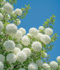 White Globe Flower Blooms Against Clear Blue Sky - Spring Garden Nature Backdrop for Decor, Web Design
