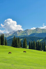Green Alpine Meadow With Pine Trees and Grazing Horses - Scenic Mountain Landscape for Outdoor Lifestyle