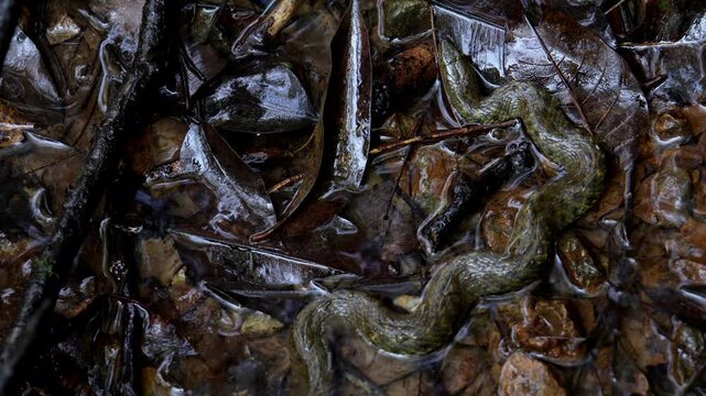 Camouflaged checkered keelback resting on forest floor. A closeup video captures a checkered keelback (Fowlea piscator) perfectly camouflaged in its natural winter habitat in Himachal Pradesh, India.