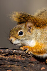 American Red Squirrel (Tamiasciurus hudsonicus) close up portrait isolated against a blurred background. 