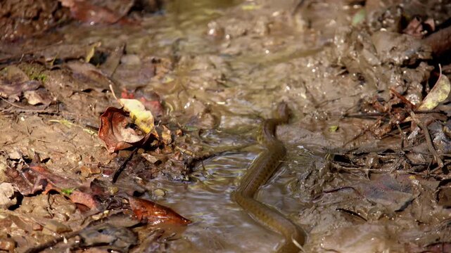  A closeup view of a checkered keelback (Fowlea piscator) snake gracefully slithering across the forest floor in winter daytime in Mandi, Himachal Pradesh, India.