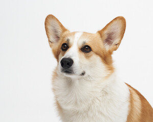 Studio portrait of corgi turning head upwards, simple background and clear lighting