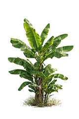Lush, tropical banana plant with broad, green leaves