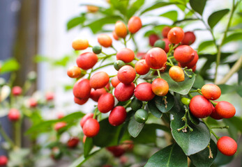 Red berries of Murraya paniculata tree in natural light