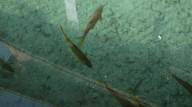 Golden mahseer fish swimming in clear Himalayan water. This high-angle footage captures endangered golden mahseer (Tor putitora) swimming in clean, transparent winter water in Mandi, Himachal Pradesh.
