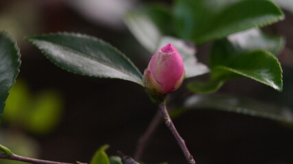 Pink Camellia Flower Bud-Camellia japonica Close-Up: Promise of Bloom