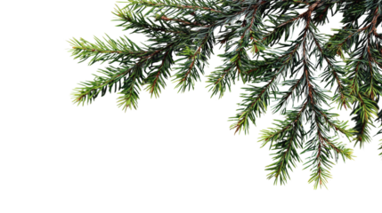 Overhead shot of pine tree branches on clean isolated on a Transparent background, PNG file.