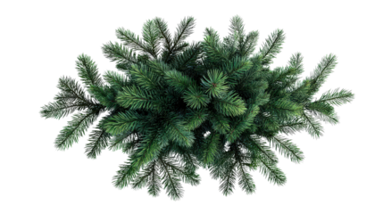 Overhead shot of pine tree branches on clean isolated on a Transparent background, PNG file.