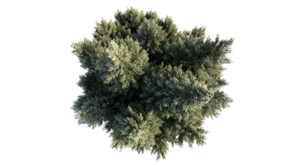Overhead shot of pine tree with soft lighting background isolated on a Transparent background, PNG file.