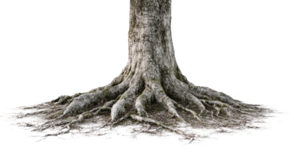 Overhead shot of tree roots spreading around the trunk background isolated on a Transparent background, PNG file.