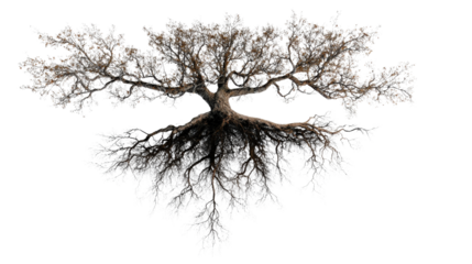 Overhead shot of tree with detailed roots visible background isolated on a Transparent background, PNG file.