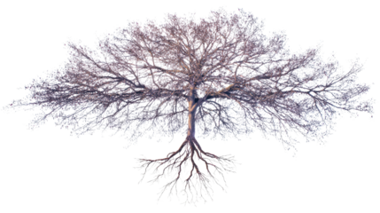 Overhead shot of tree with detailed roots visible background isolated on a Transparent background, PNG file.