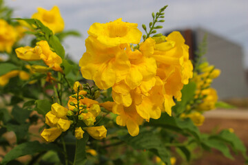Yellow Tecoma stans flowers blooming in natural sunlight