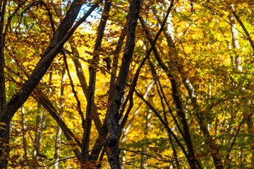 Autumn forest leaves, vibrant yellow and orange foliage illuminated by sunlight