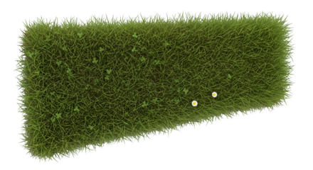 Patch of green grass with small white flowers isolated on transparent background is fresh