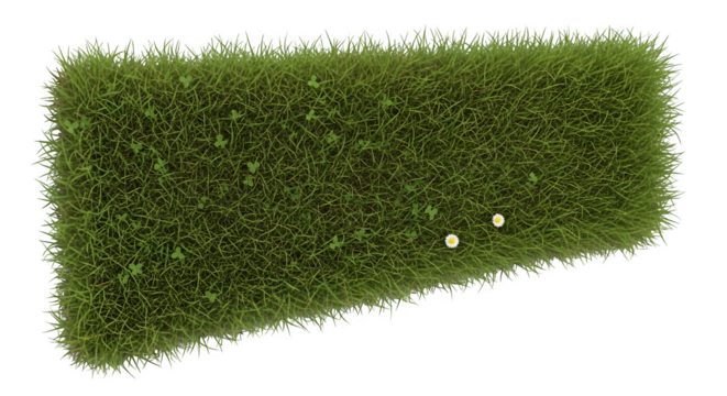 Patch of green grass with small white flowers isolated on transparent background is fresh