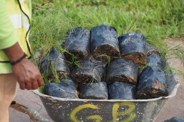 Obraz premium Workers move potted plants in a wheelbarrow
