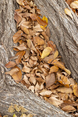 Fallen leaves resting on top of exposed roots