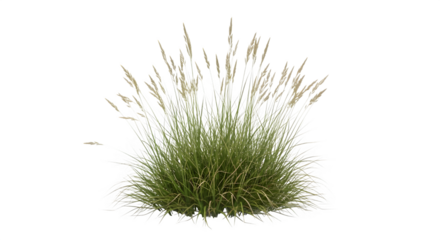 Clump of ornamental grass isolated on transparent background, adding texture and movement to landscapes