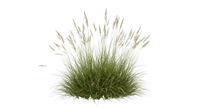 Clump of ornamental grass isolated on transparent background, adding texture and movement to landscapes