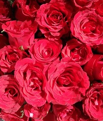 bouquet of red roses