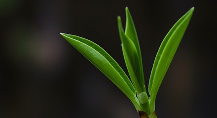Obraz premium Young Green Plant Sprouting New Leaves in Natural Environment